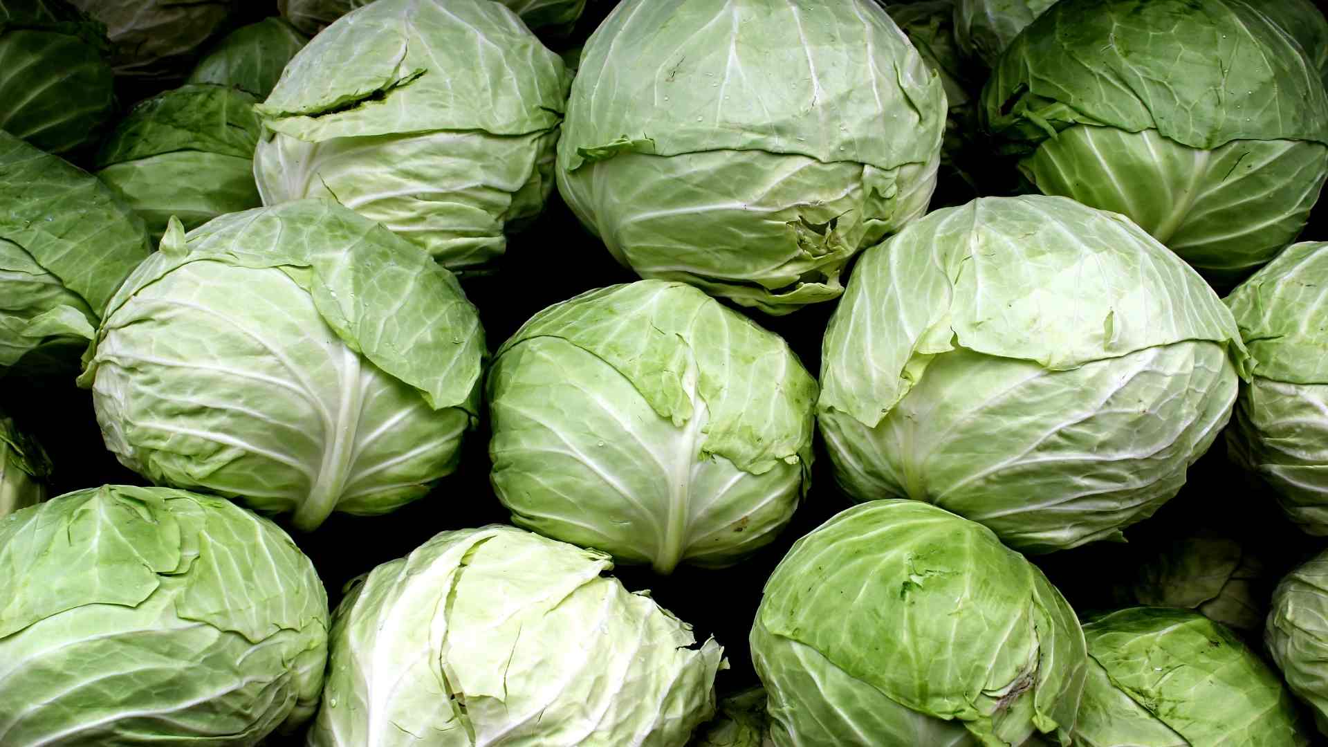 Cabbage Benefits – 13 Impressive Health Benefits Of Cabbage